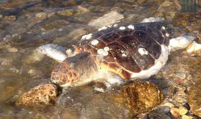 Pane e Pomodoro, ritrovata morta una grande tartaruga marina